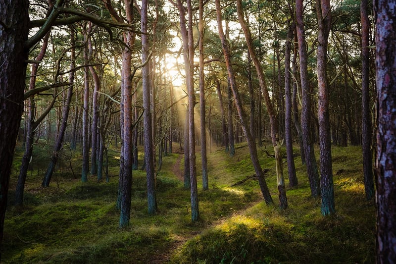 Sherwood Forest, England
